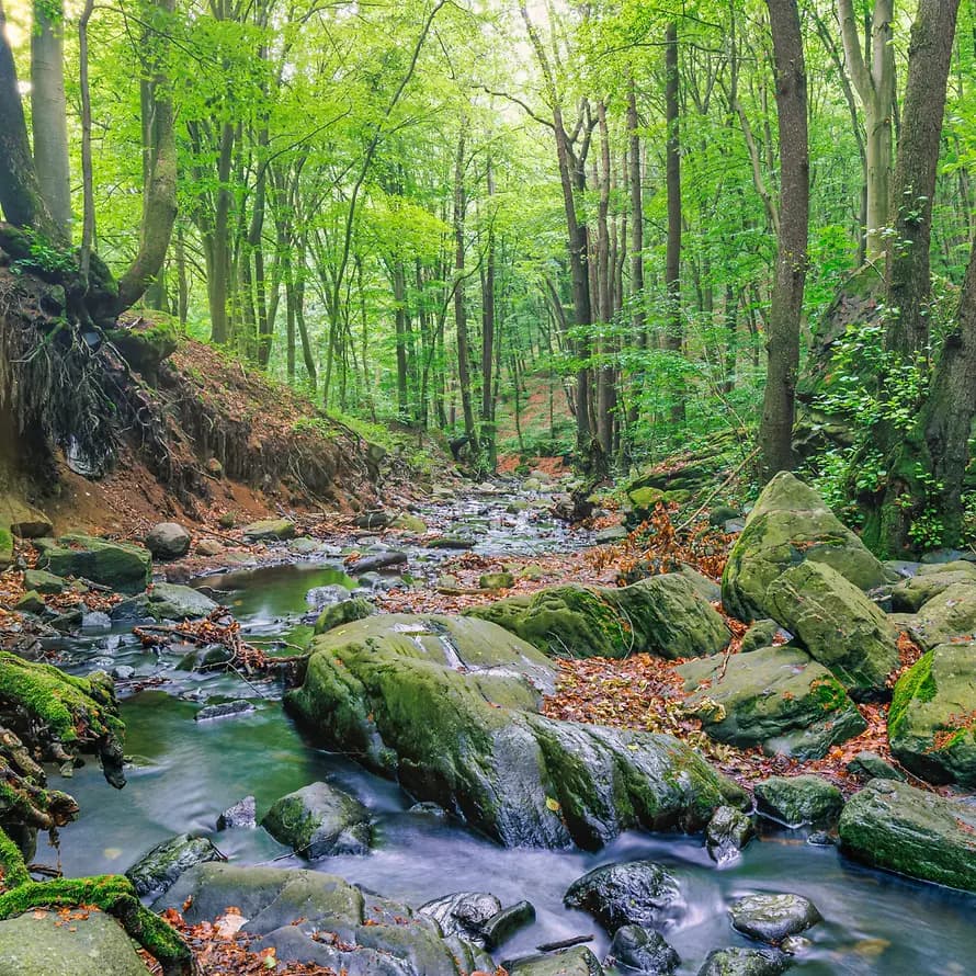 Unabhängige Kinderschutz Kommission SOS-Kinderdorf e.V. Bachlauf in einem mossbedeckten Wald